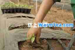 纸上种菜