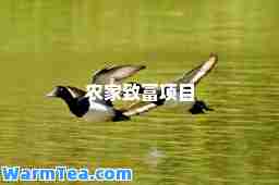 农家致富项目