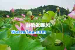 雨荷张晓风
