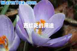 西红花的用途