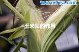 玉米须的作用