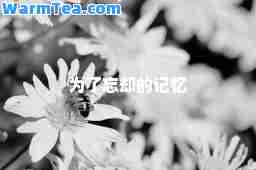 为了忘却的记忆