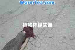 植物经失调 植物经失调
