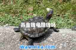 养金钱龟赚钱吗