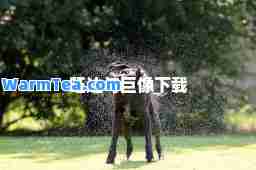 旺达与巨像下载