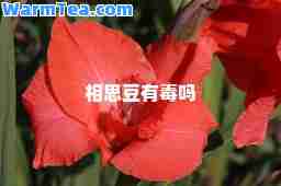 相思豆有毒吗