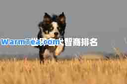 世界名犬智商排名