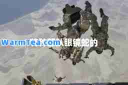 特种部队眼镜蛇的