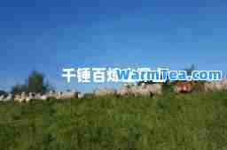 千锤百炼出深山