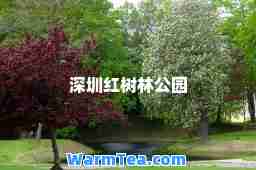 深圳红树林公园