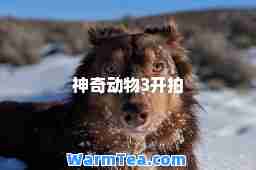 奇动物3开拍 奇动物3开拍