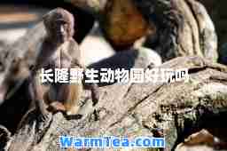 长隆野生动物园好玩吗