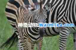 奇动物周末票房