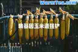 转基因玉米遭强铲