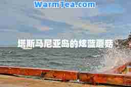 塔斯马尼亚岛的炫蓝蘑菇