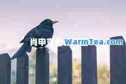 肖申克的救赎重映