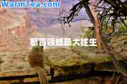 怒首领蜂最大往生