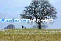 三九严寒何所惧打一植物