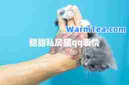 甜甜私房猫qq表情