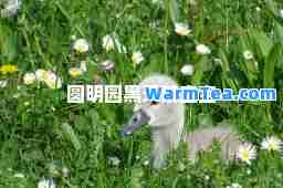 圆明园黑天鹅宝宝