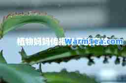 植物妈妈传播种子的方法