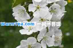 一花一世界一树一菩提